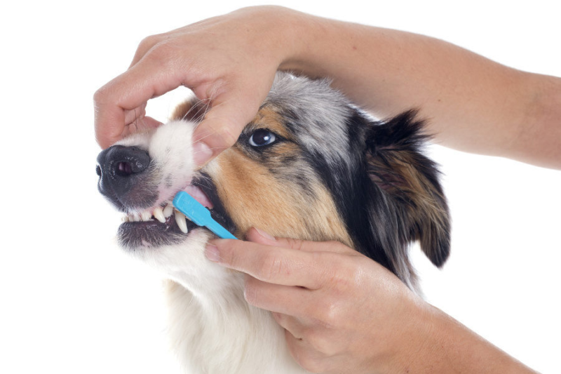How to Prevent Gum Disease in Pets: Tips from Dubai Vets